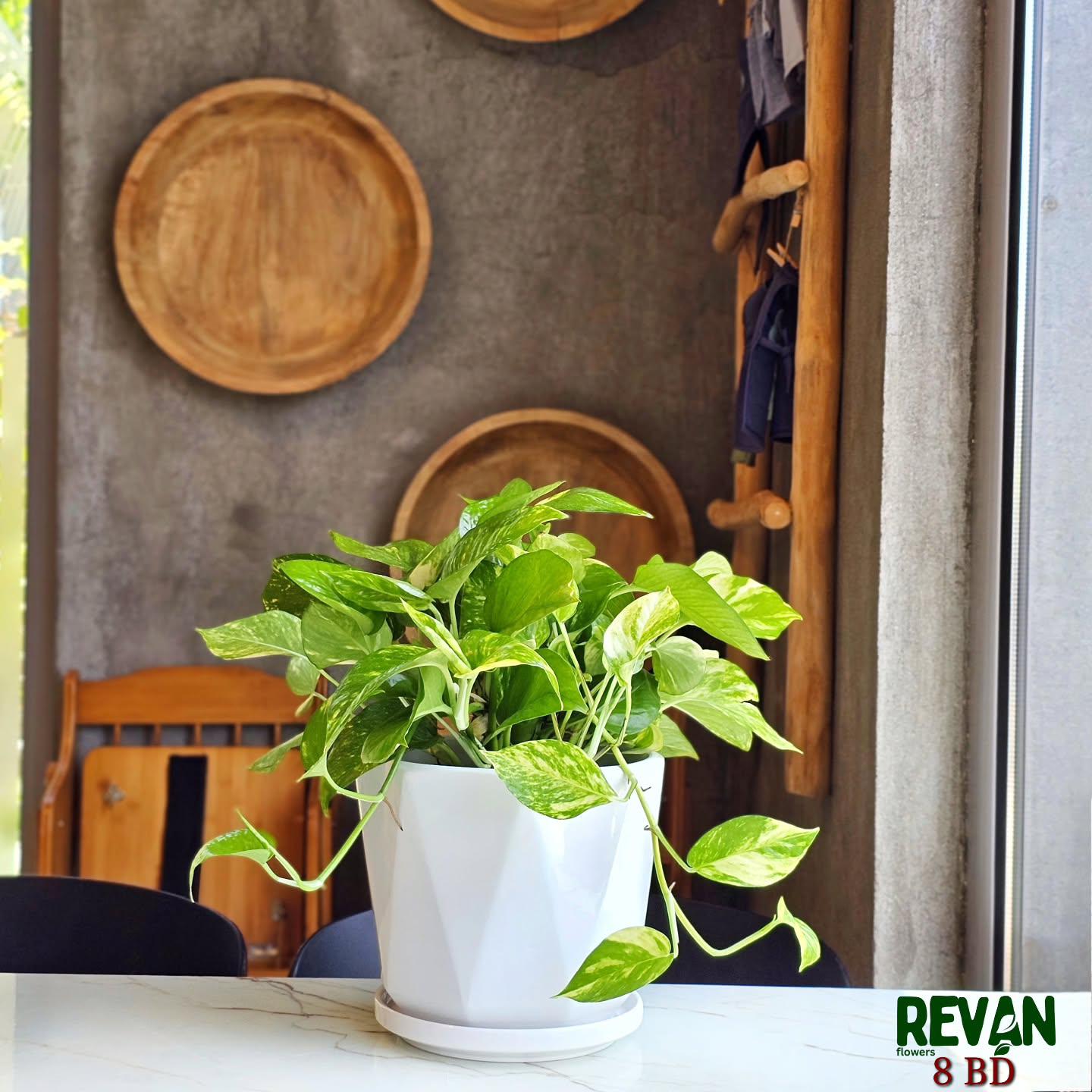 N'joy Pothos Plant