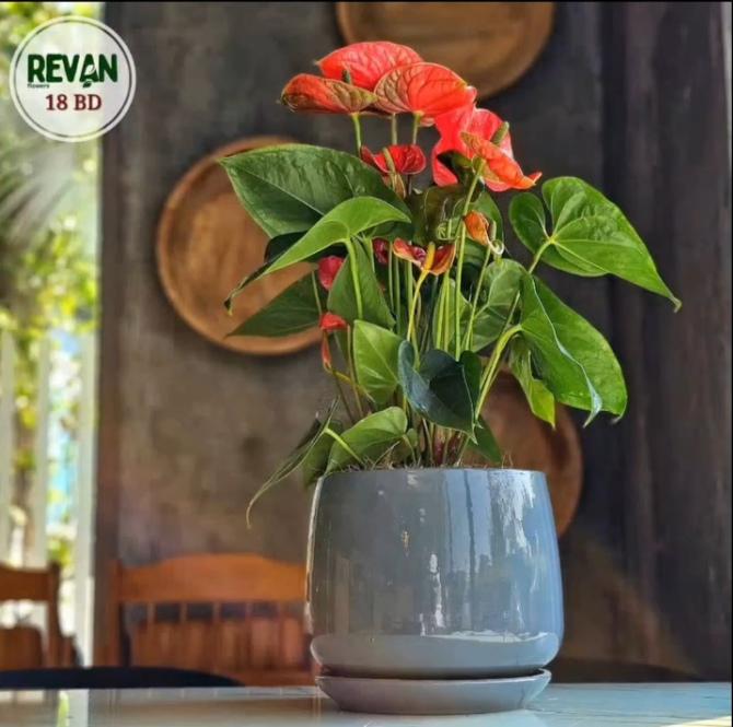 Anthurium Andreanum Flamingo Flower with Pot