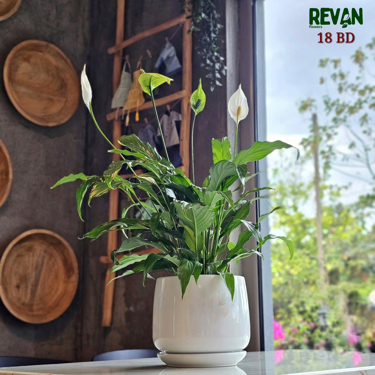 Peace Lily Spathiphyllum in a modern white ceramic pot by Revan Flowers