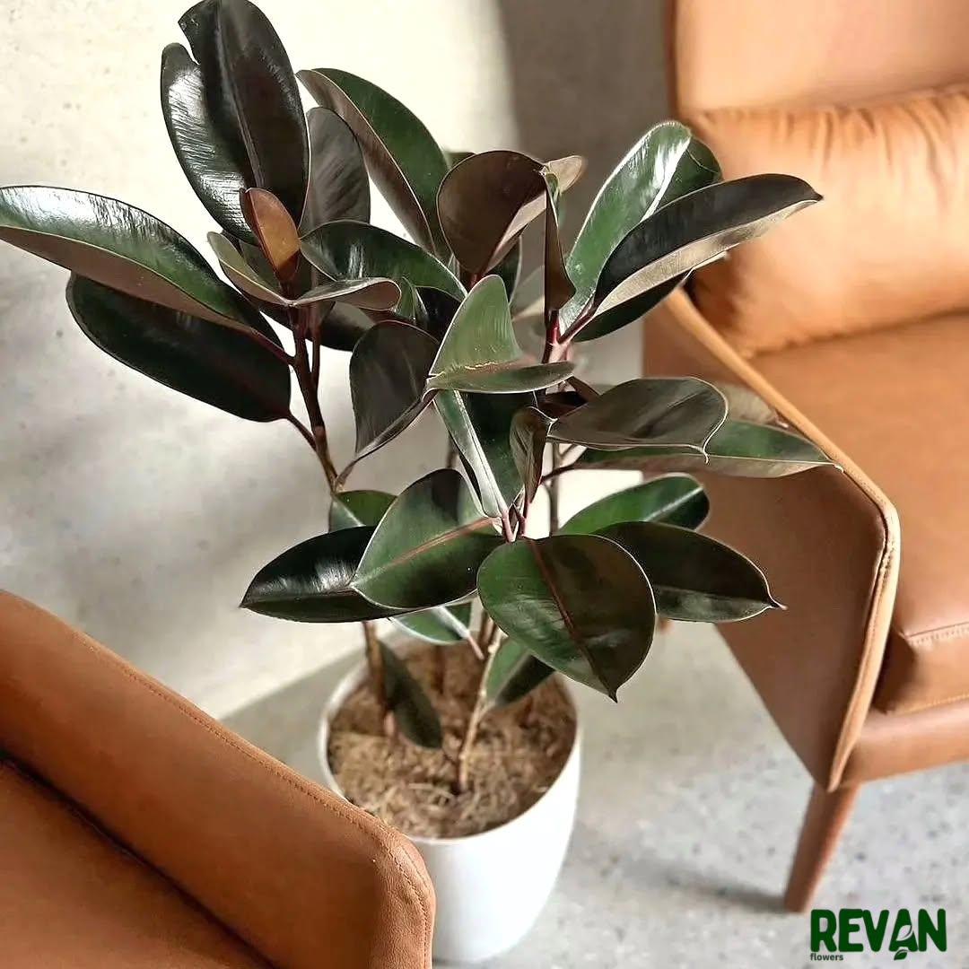 Indoor Rubber Plant with Premium Pot