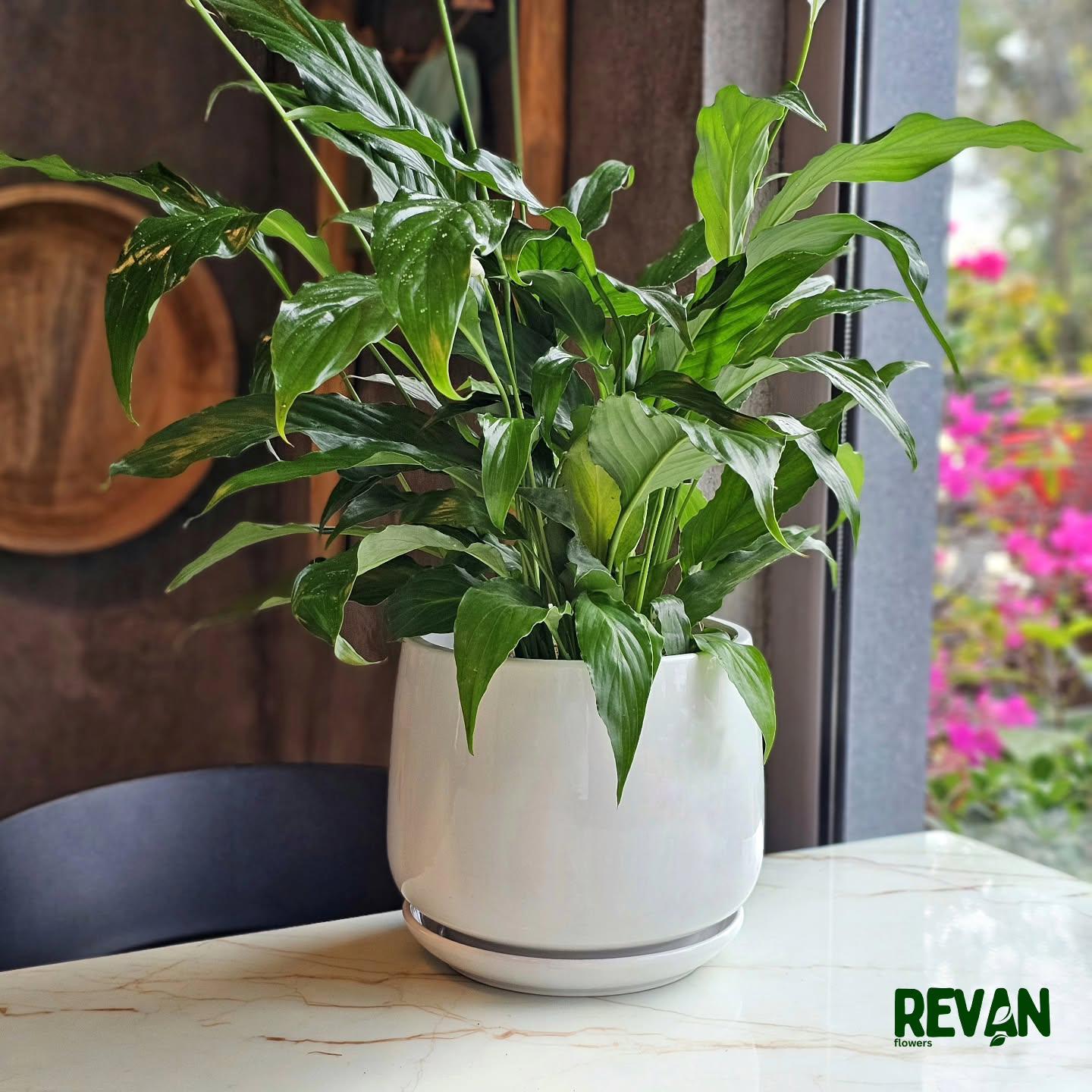 Peace Lily Spathiphyllum in a modern white ceramic pot by Revan Flowers
