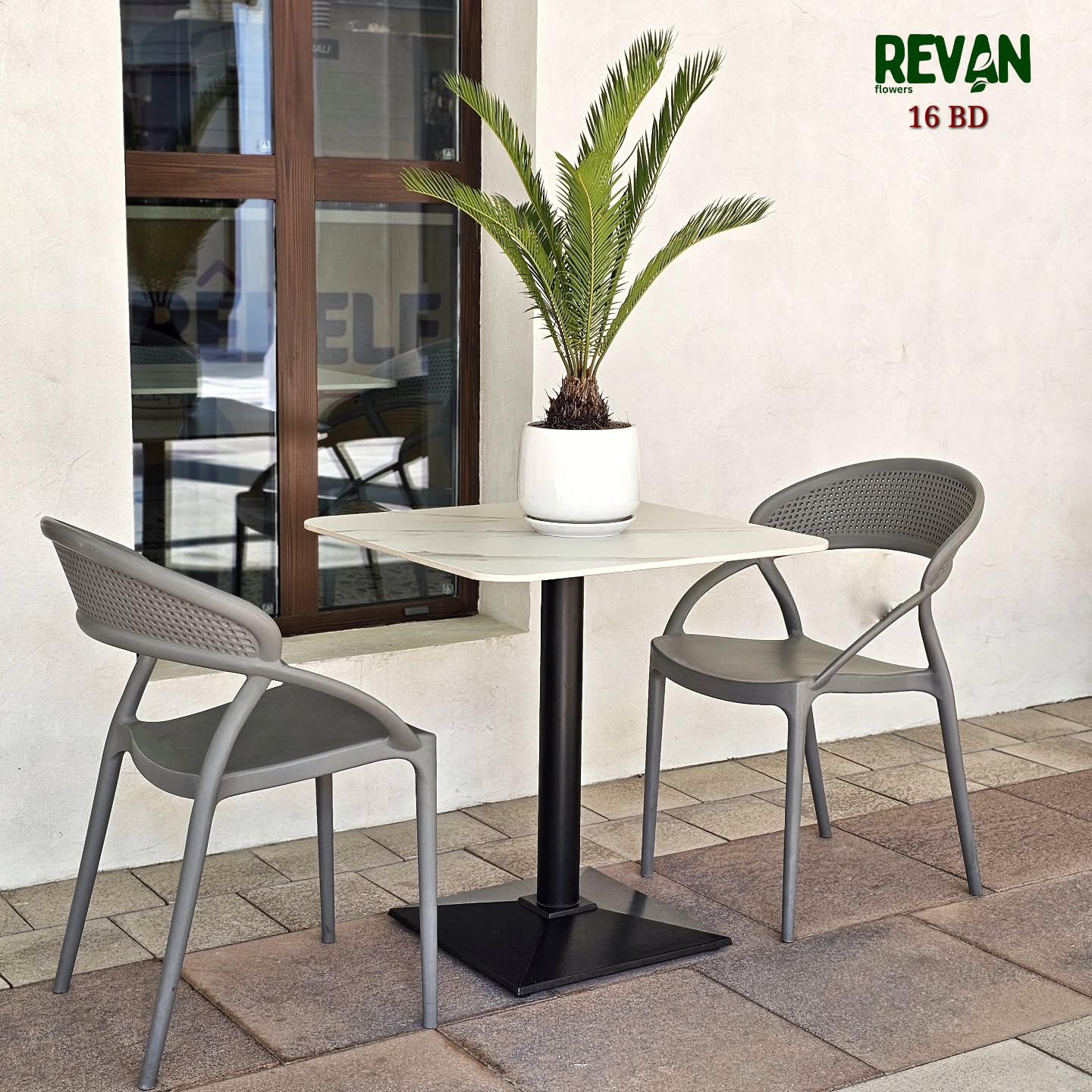 Cycas Palm Indoor Plant in Decorative Pot