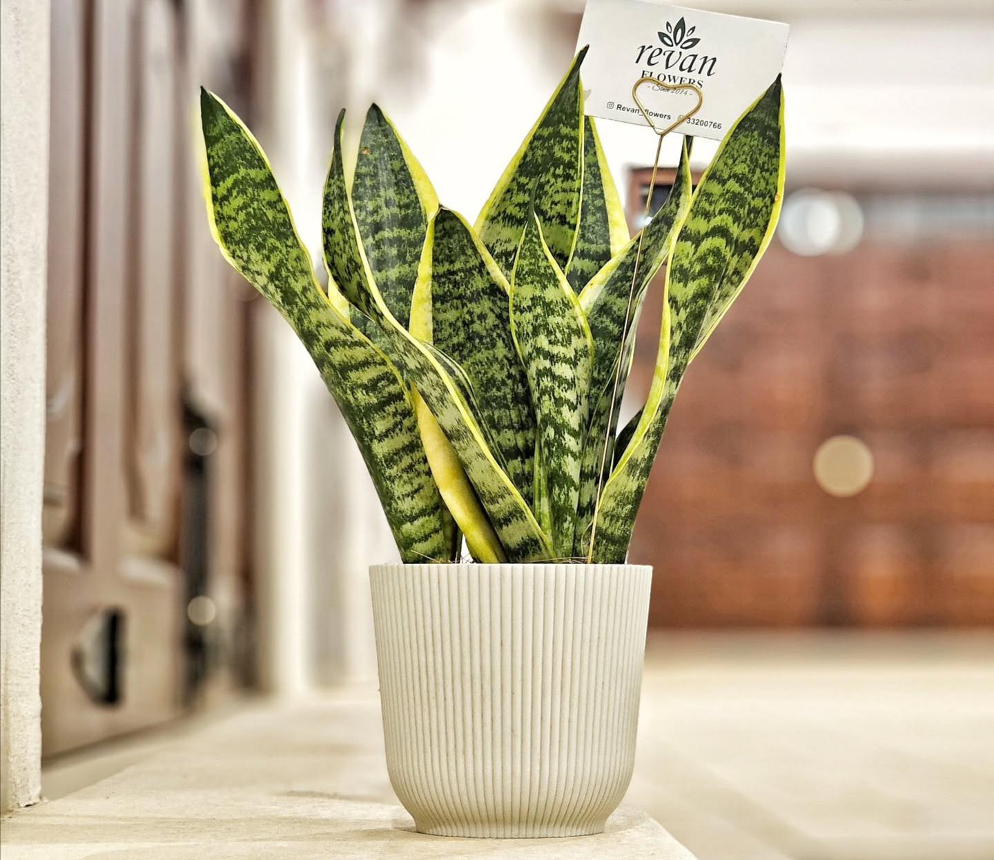 Sansevieria plant in a modern white pot