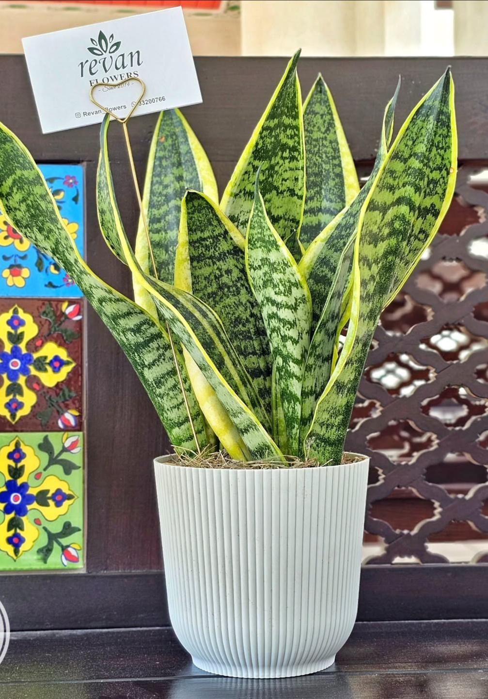Sansevieria plant in a modern white pot
