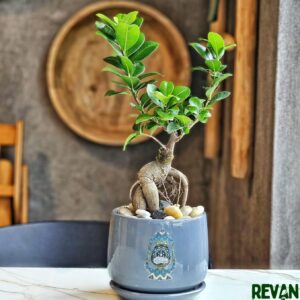 Green Ficus Bonsai Indoor Plant for Home Decor - Revan Flowers