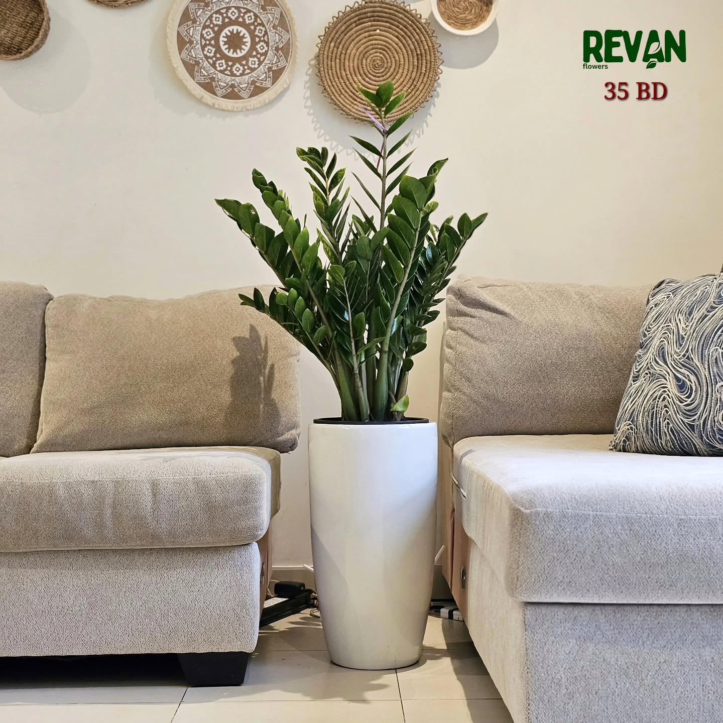Zamia indoor plant with thick green leaves in a pot