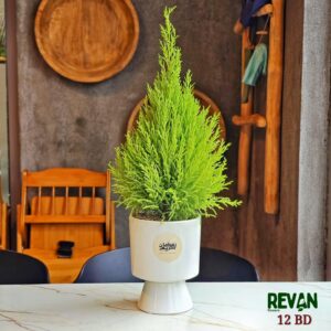 Lemon Cypress plant in a decorative pot