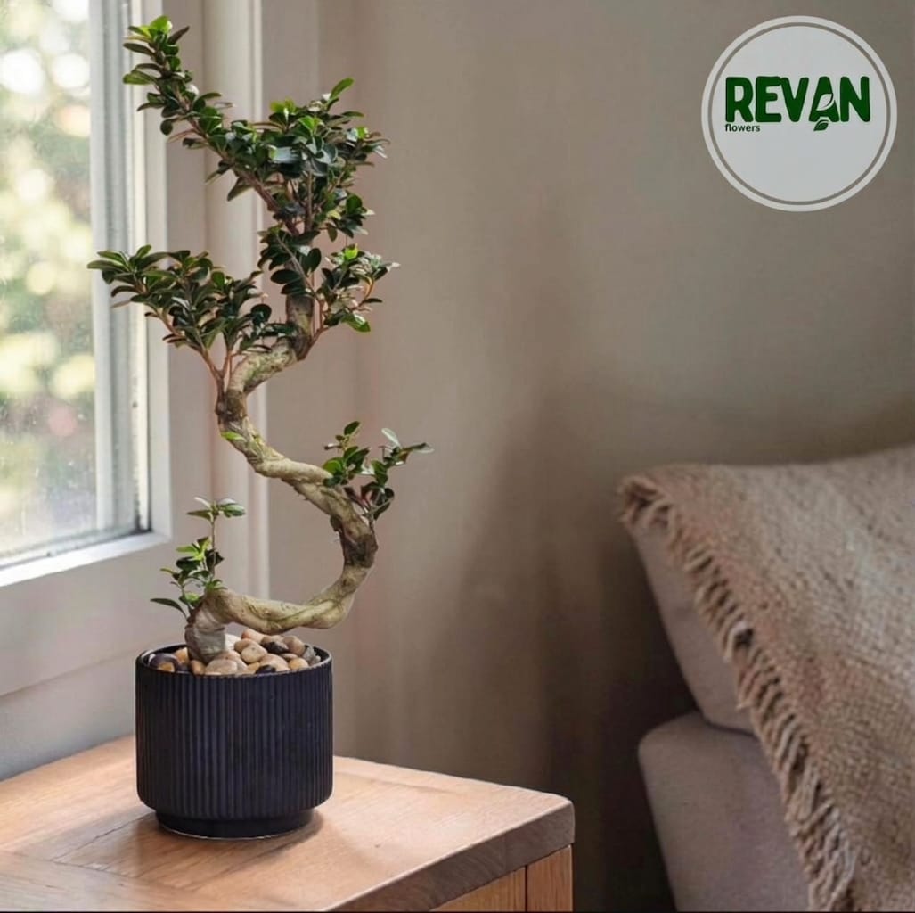 Ficus Ginseng Bonsai Plant in a Ribbed Black Pot by Revan Flowers