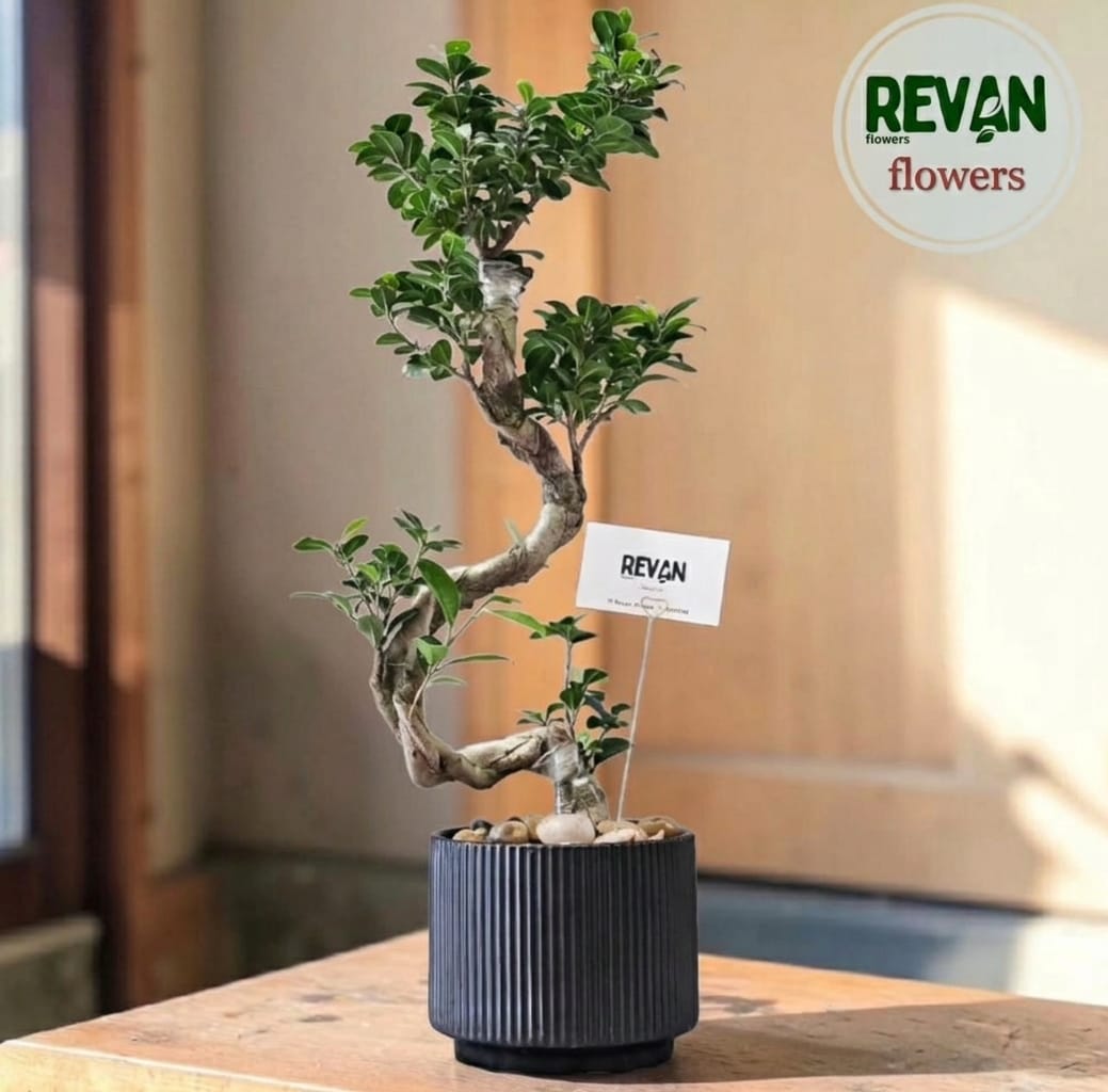 Ficus Ginseng Bonsai Plant in a Ribbed Black Pot by Revan Flowers