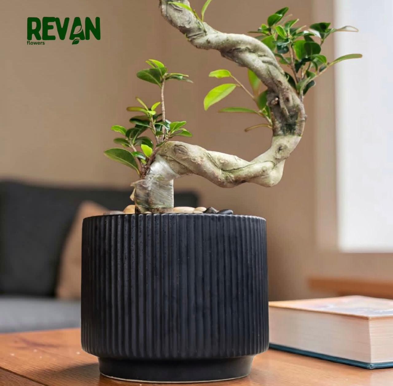 Ficus Ginseng Bonsai Plant in a Ribbed Black Pot by Revan Flowers
