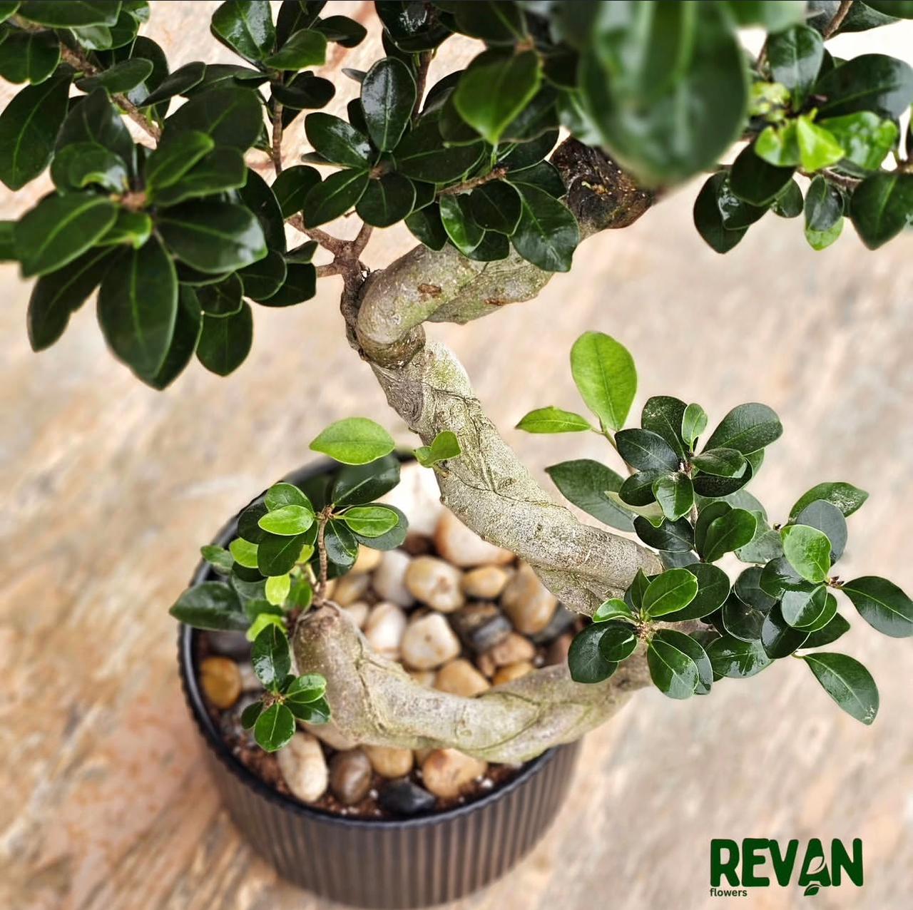 Ficus Ginseng Bonsai Plant in a Ribbed Black Pot by Revan Flowers